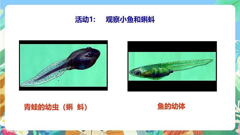 粤教粤科版(2017)科学三年级上册1.1《鲫鱼与青蛙》 课件第3页