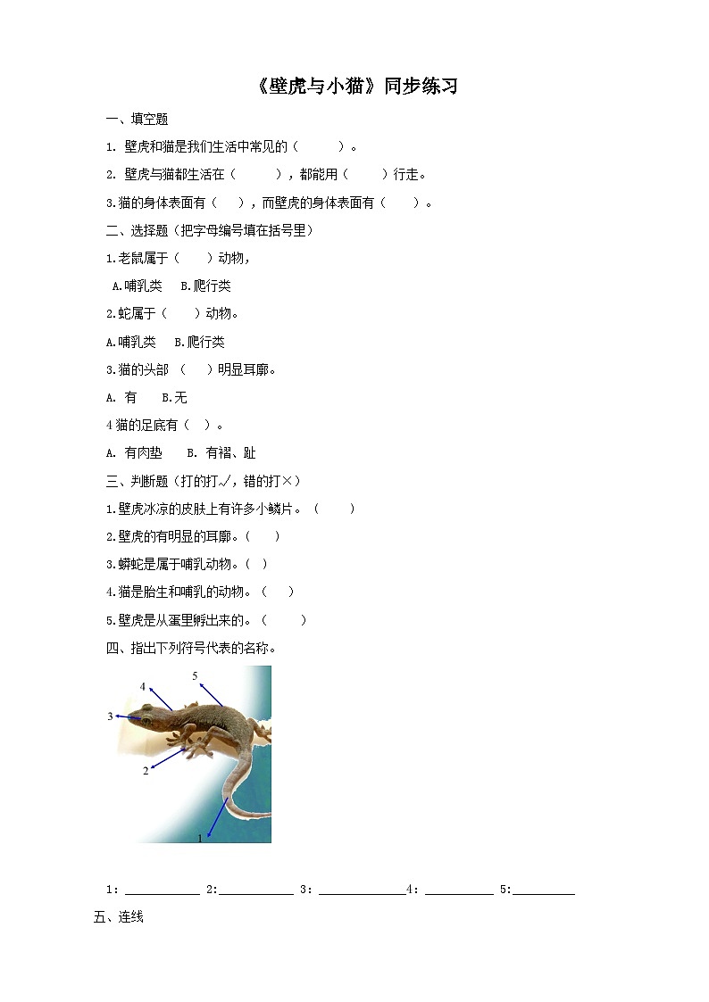 粤教粤科版(2017)科学三年级上册1.3《壁虎与小猫》课件+教案+练习01