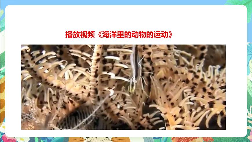粵教粵科版（2017）科學(xué)三年級上冊1.5《海洋里的動物》 課件第8頁