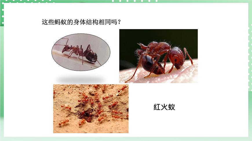 青島版六三制（2017）科學(xué)版四年級上冊1.1《螞蟻》課件第6頁