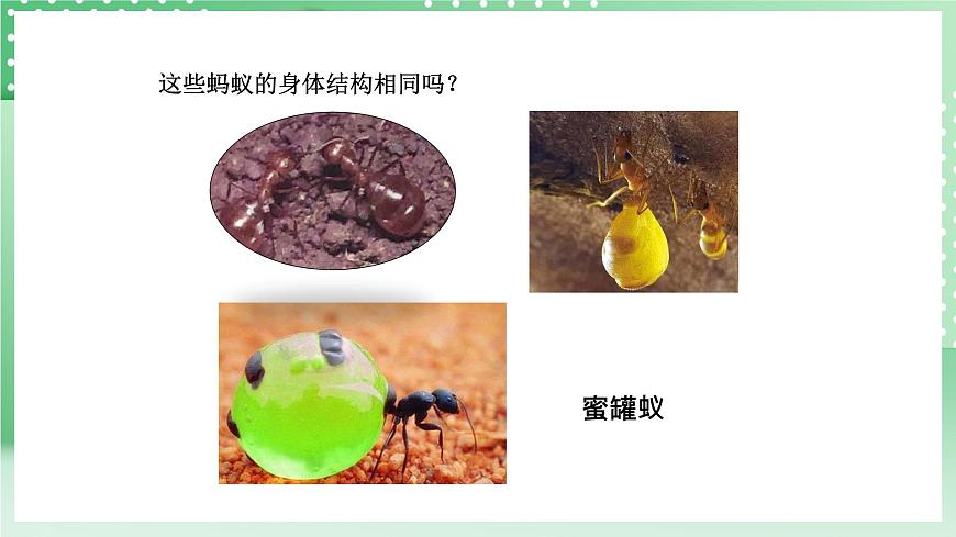 青島版六三制（2017）科學(xué)版四年級上冊1.1《螞蟻》課件第7頁