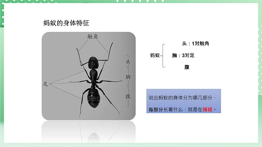 青島版六三制（2017）科學(xué)版四年級上冊1.1《螞蟻》課件第8頁