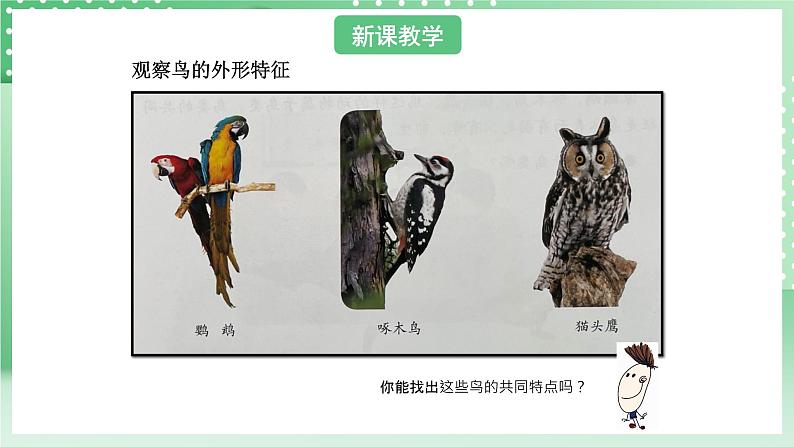 青岛版六三制(2017)科学版四年级上册1.3《鸟》课件05