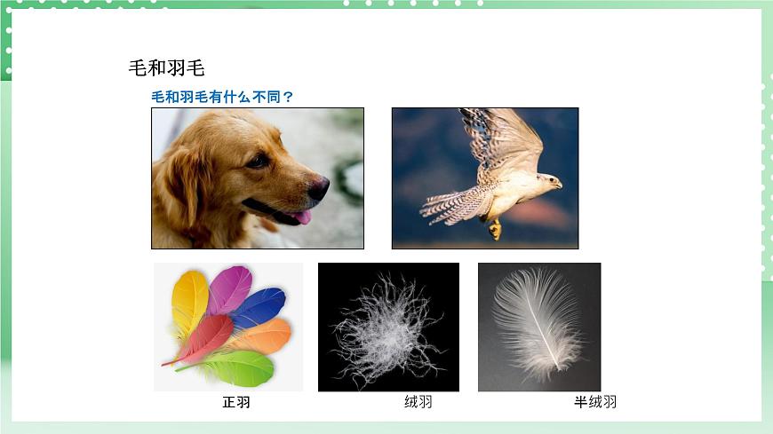 青島版六三制（2017）科學(xué)版四年級上冊1.3《鳥》課件第6頁