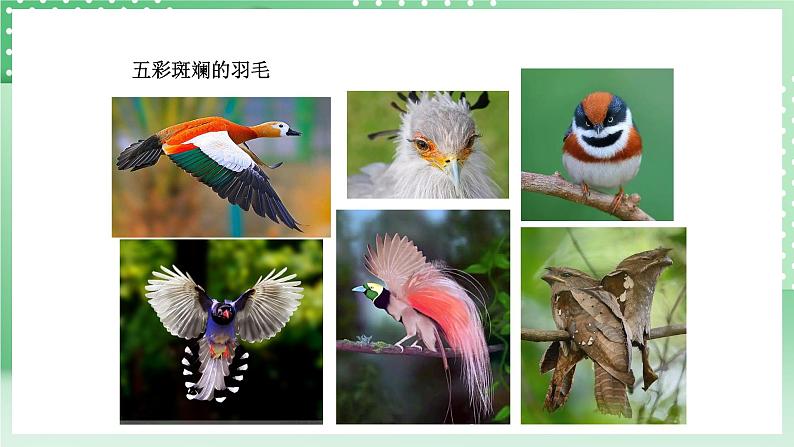 青岛版六三制(2017)科学版四年级上册1.3《鸟》课件07