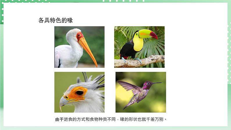 青岛版六三制(2017)科学版四年级上册1.3《鸟》课件08