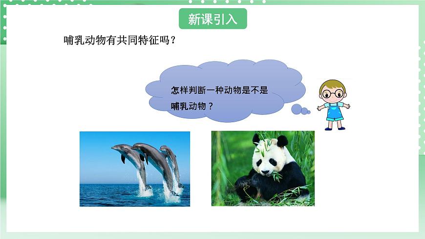青島版六三制（2017）科學(xué)版四年級(jí)上冊(cè)1.4《哺乳動(dòng)物》課件第3頁(yè)