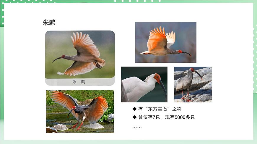 青島版六三制（2017）科學版四年級上冊1.5《我國的珍稀動物》課件第5頁