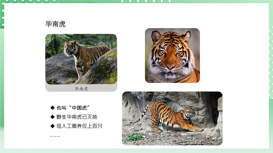青島版六三制（2017）科學版四年級上冊1.5《我國的珍稀動物》課件第6頁