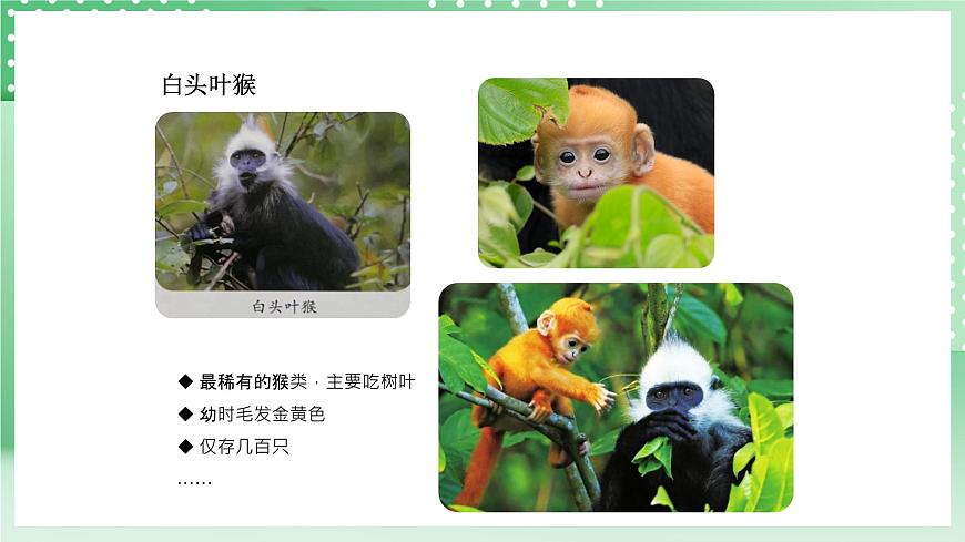 青島版六三制（2017）科學版四年級上冊1.5《我國的珍稀動物》課件第7頁
