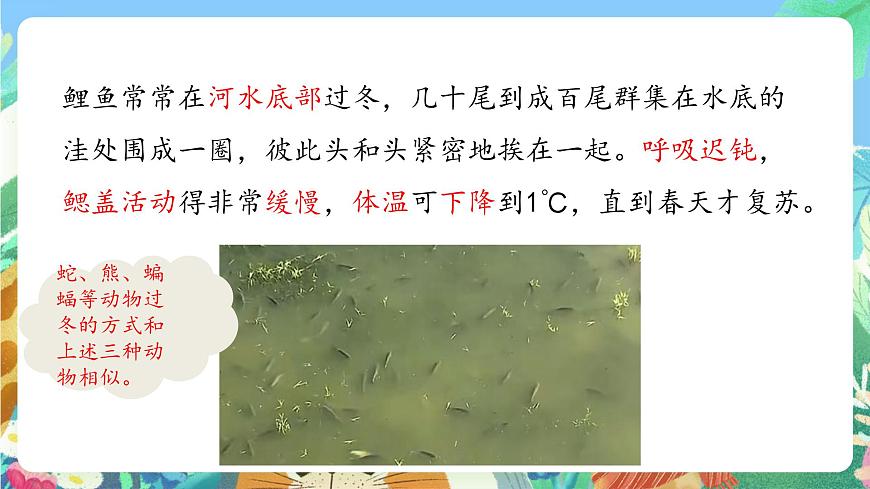 青島版六三制（2017）科學(xué)三年級(jí)上冊(cè)1.4《冬眠與遷徙》課件第7頁(yè)