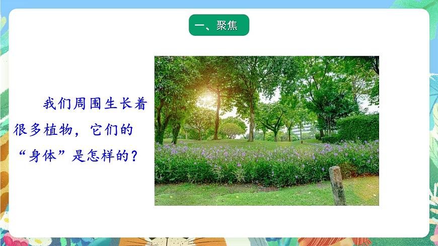 青島版六三制（2017）科學(xué)三年級上冊2.5《植物的“身體》課件第2頁
