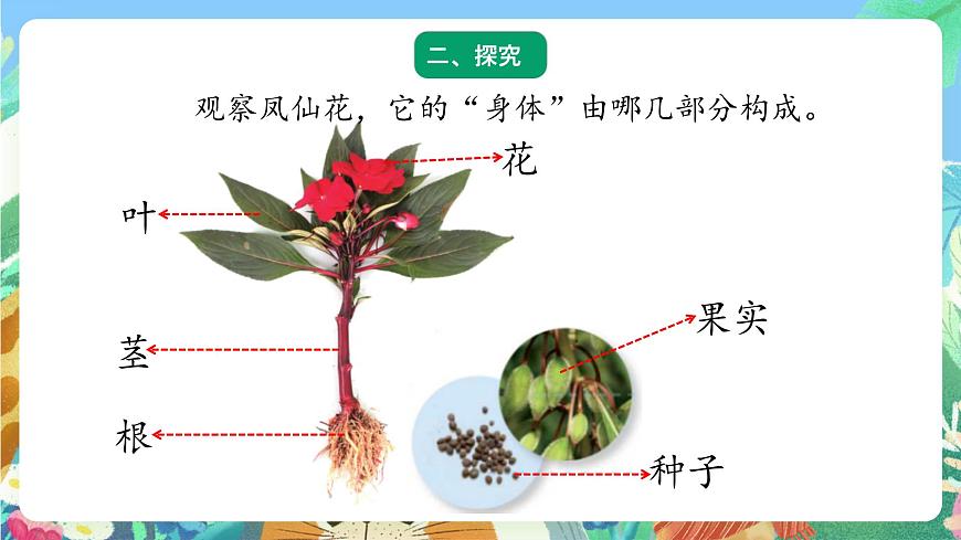 青島版六三制（2017）科學(xué)三年級上冊2.5《植物的“身體》課件第3頁