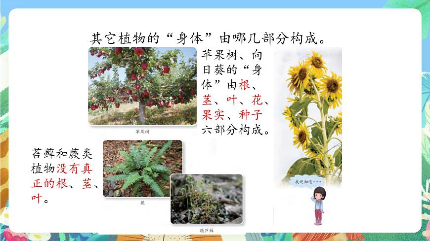 青島版六三制（2017）科學(xué)三年級上冊2.5《植物的“身體》課件第4頁