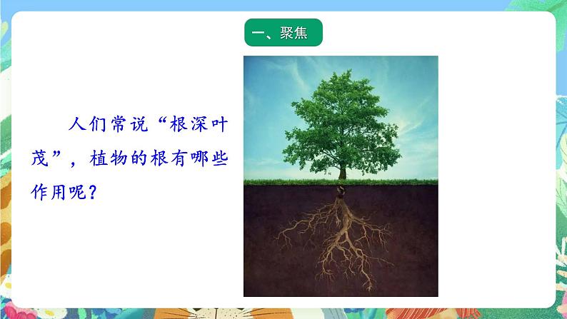 青岛版六三制(2017)科学三年级上册2.6《植物的根》课件02