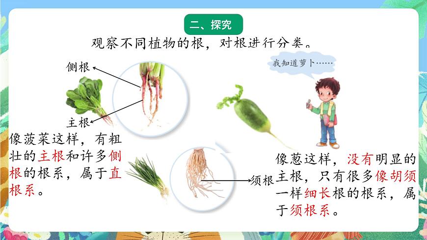 青島版六三制（2017）科學(xué)三年級(jí)上冊(cè)2.6《植物的根》課件第3頁(yè)