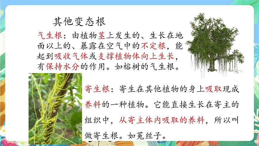 青島版六三制（2017）科學(xué)三年級(jí)上冊(cè)2.6《植物的根》課件第5頁(yè)