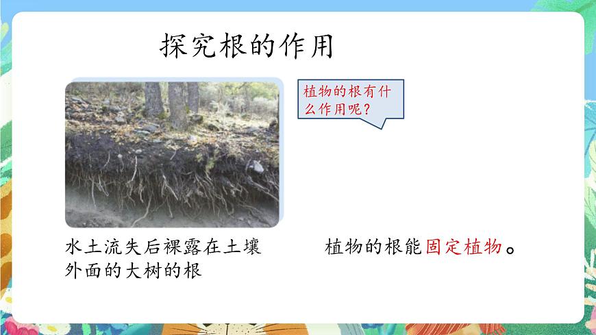 青島版六三制（2017）科學(xué)三年級(jí)上冊(cè)2.6《植物的根》課件第6頁(yè)