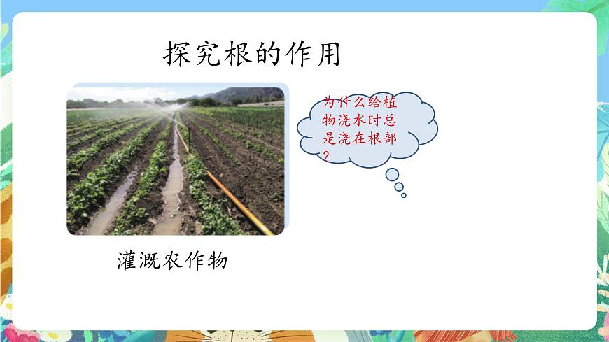 青島版六三制（2017）科學(xué)三年級(jí)上冊(cè)2.6《植物的根》課件第7頁(yè)