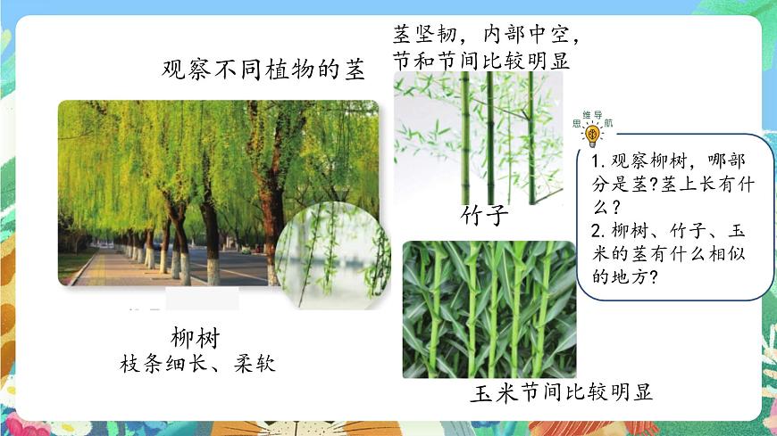 青島版六三制（2017）科學(xué)三年級(jí)上冊(cè)2.7《植物的莖》課件第3頁