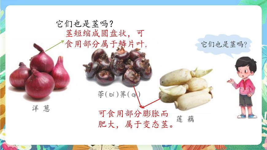 青島版六三制（2017）科學(xué)三年級(jí)上冊(cè)2.7《植物的莖》課件第5頁