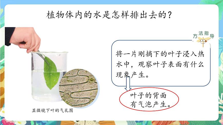 青島版六三制（2017）科學(xué)三年級上冊2.8《葉的蒸騰作用》課件第5頁