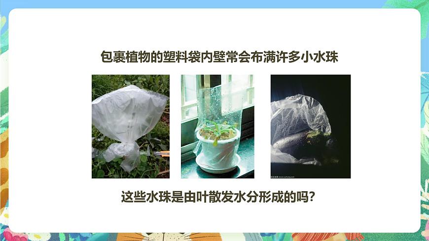 粵教粵科版（2017）科學(xué)五年級(jí)上冊(cè)1.5《葉會(huì)蒸騰水分嗎》課件第4頁