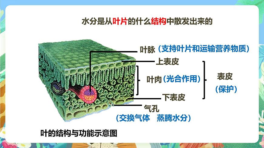粵教粵科版（2017）科學(xué)五年級(jí)上冊(cè)1.5《葉會(huì)蒸騰水分嗎》課件第8頁