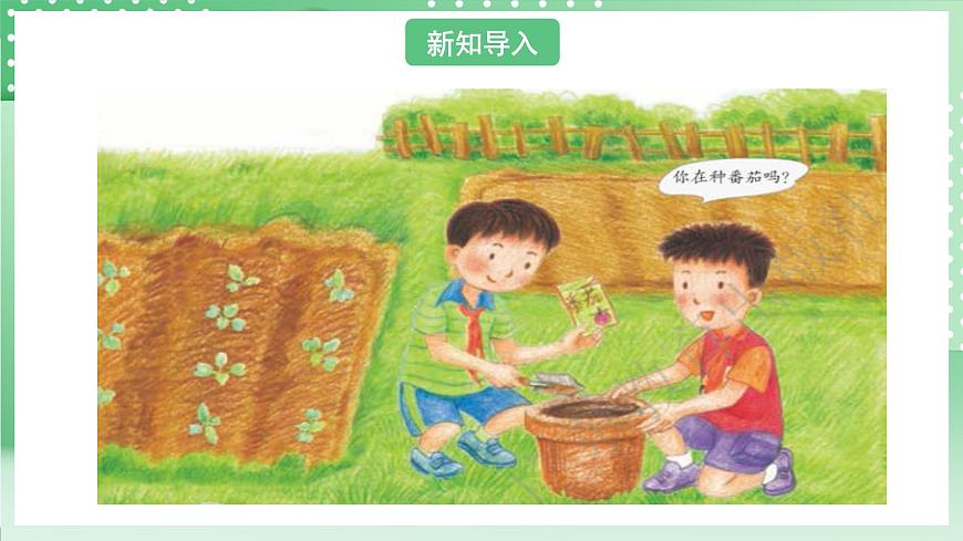 粵教粵科版（2017）科學(xué)四年級上冊1.1《種番茄》課件第2頁