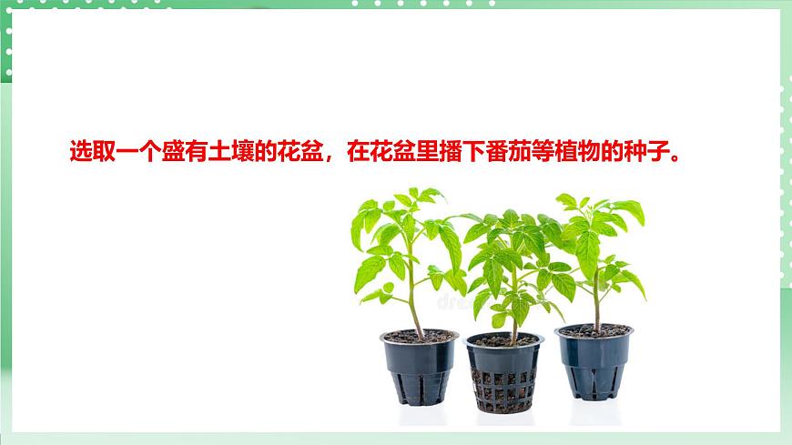 粵教粵科版（2017）科學(xué)四年級上冊1.1《種番茄》課件第5頁