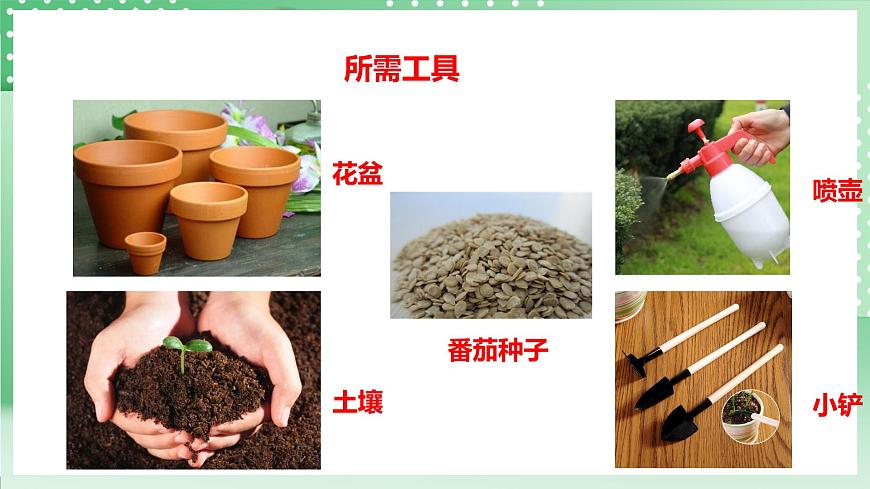 粵教粵科版（2017）科學(xué)四年級上冊1.1《種番茄》課件第6頁