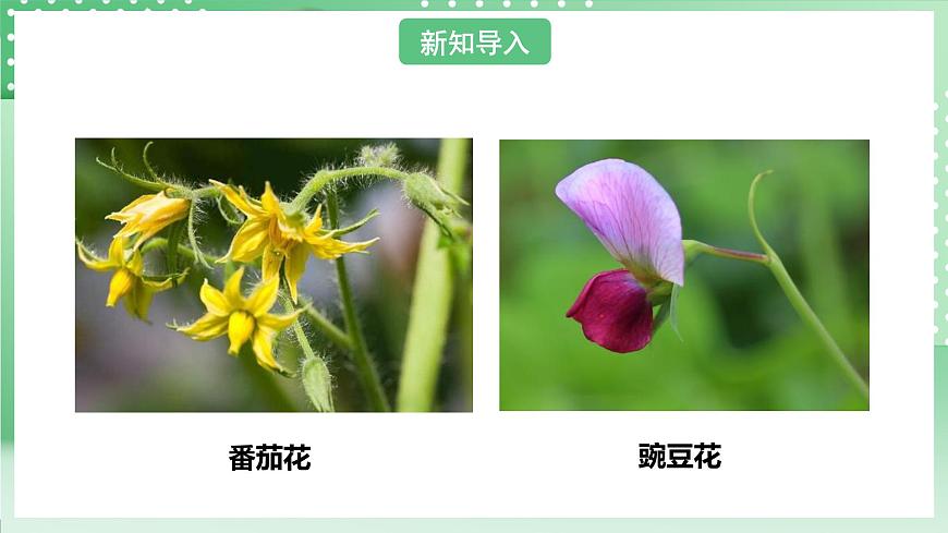 粵教粵科版（2017）科學(xué)四年級上冊1.2《開花和結(jié)果》課件第2頁