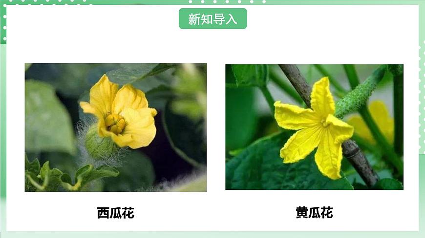 粵教粵科版（2017）科學(xué)四年級上冊1.2《開花和結(jié)果》課件第3頁