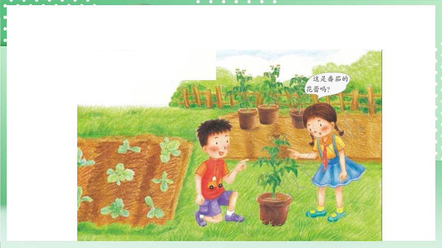 粵教粵科版（2017）科學(xué)四年級上冊1.2《開花和結(jié)果》課件第4頁