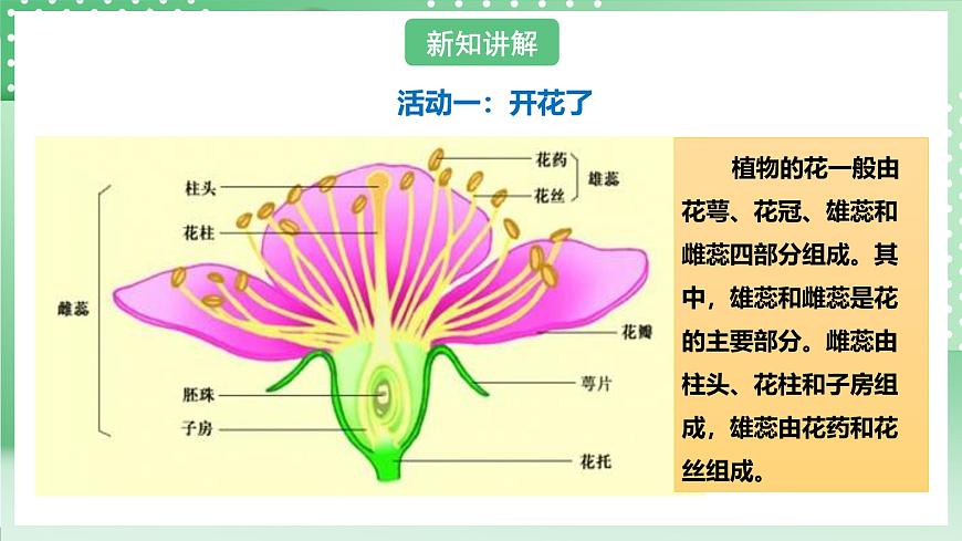 粵教粵科版（2017）科學(xué)四年級上冊1.2《開花和結(jié)果》課件第5頁