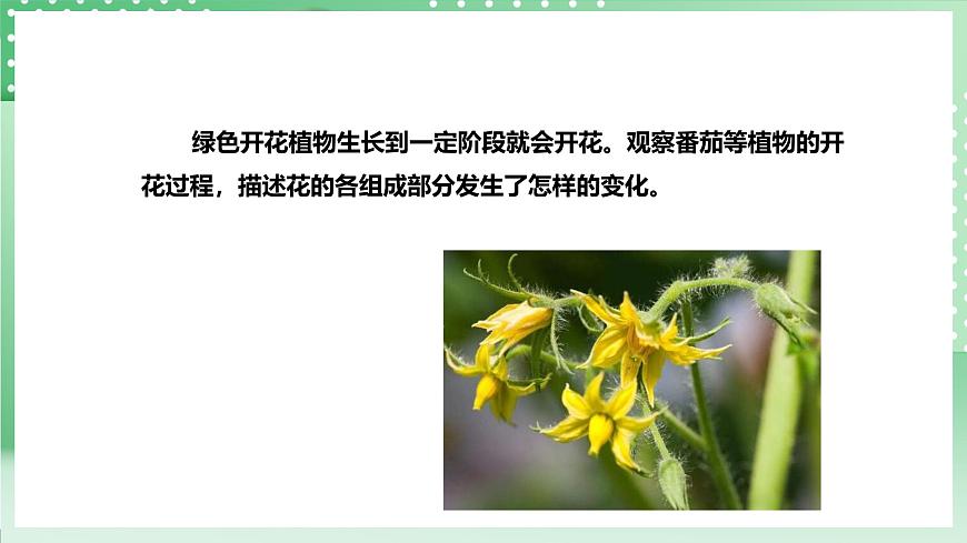 粵教粵科版（2017）科學(xué)四年級上冊1.2《開花和結(jié)果》課件第6頁