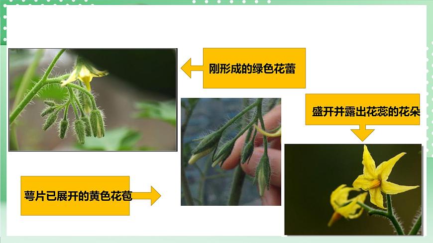 粵教粵科版（2017）科學(xué)四年級上冊1.2《開花和結(jié)果》課件第7頁