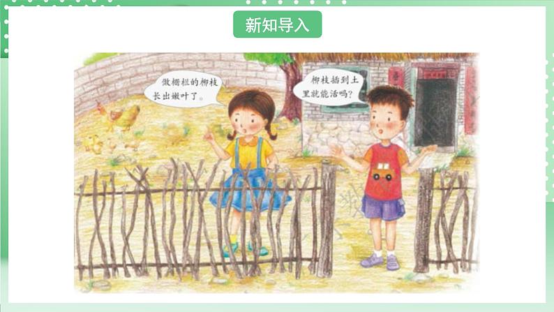 粤教粤科版(2017)科学四年级上册1.4《专题探究:可以不用种子繁殖吗》课件+教案+练习02