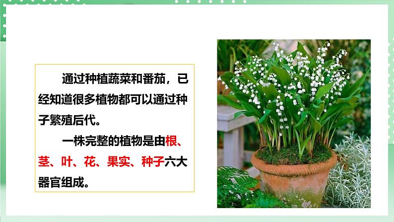 粤教粤科版(2017)科学四年级上册1.4《专题探究:可以不用种子繁殖吗》课件+教案+练习04