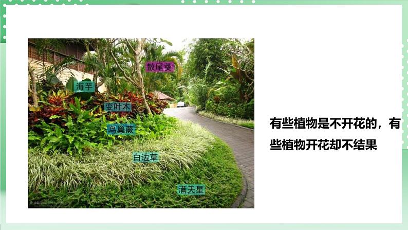 粤教粤科版(2017)科学四年级上册1.4《专题探究:可以不用种子繁殖吗》课件+教案+练习05