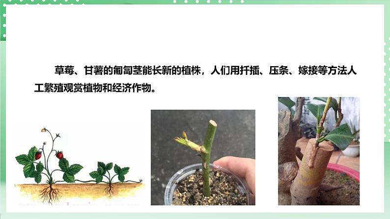 粤教粤科版(2017)科学四年级上册1.4《专题探究:可以不用种子繁殖吗》课件+教案+练习08