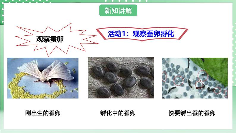 粤教粤科版(2017)科学四年级上册1.5《一起来养蚕》课件+教案+练习05
