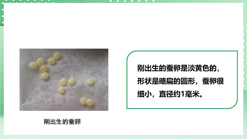 粤教粤科版(2017)科学四年级上册1.5《一起来养蚕》课件+教案+练习07