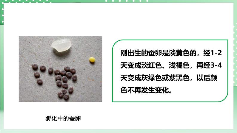 粤教粤科版(2017)科学四年级上册1.5《一起来养蚕》课件+教案+练习08