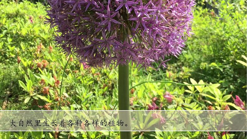 (2024新课标)教科版科学一年级上册-1 我们知道的植物-PPT课件+视频图片素材+教学设计02