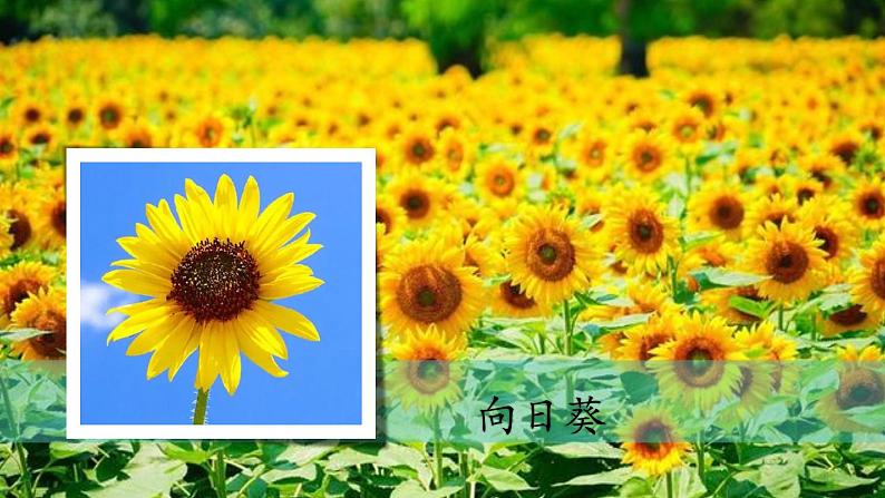 (2024新课标)教科版科学一年级上册-1 我们知道的植物-PPT课件+视频图片素材+教学设计05
