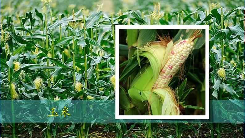 (2024新课标)教科版科学一年级上册-1 我们知道的植物-PPT课件+视频图片素材+教学设计06