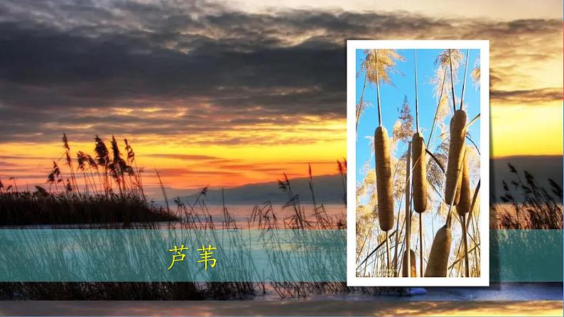 (2024新课标)教科版科学一年级上册-1 我们知道的植物-PPT课件+视频图片素材+教学设计08