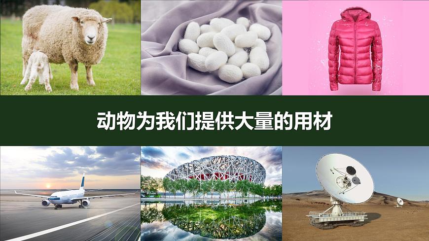 第七節(jié) 做大自然的孩子第8頁