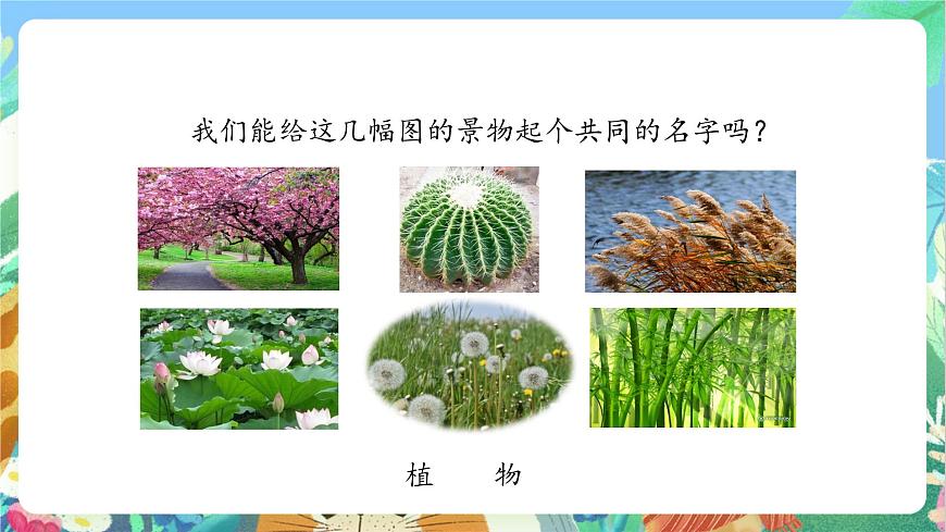 【核心素養(yǎng)目標(biāo)新課標(biāo)】教科版科學(xué)一上1.1《 我們知道的植物》 教學(xué)課件第4頁(yè)